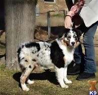 australian shepherd puppy posted by Yosemite _Shepherds